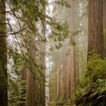 Redwoods On A Foggy Morning