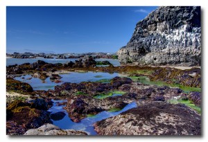 Seal Rock At Low Tide