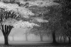 Foggy Autumn Morning Black and White