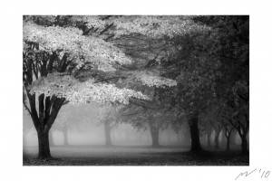 Foggy Autumn Morning Black & White