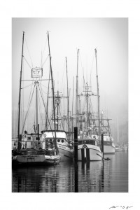 Foggy Coastal Morning