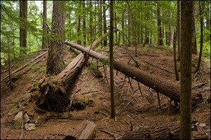 Tree Crossing