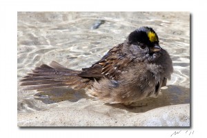 Golden Crown Sparrow In The Bath