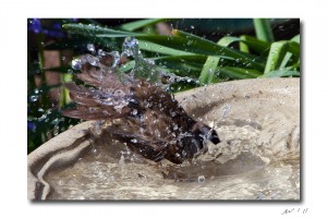 Golden Crown Sparrow In The Bath