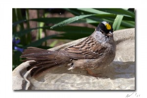 Golden Crown Sparrow In The Bath