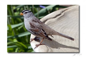 White Crowned Sparrow