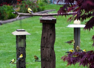 American Gold Finches On a Feeder