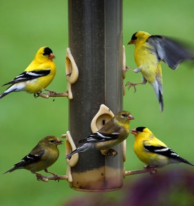 American Gold Finches On a Feeder