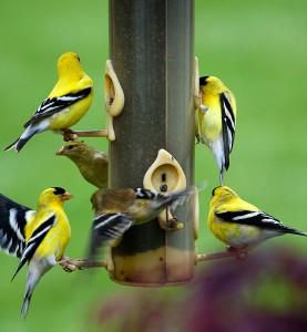 American Gold Finches On a Feeder