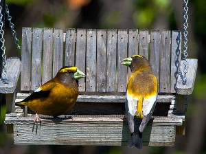 Business Lunch - Evening Grosbeaks in a Feeder