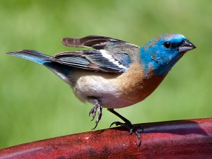 Lazuli Bunting On A bird Bath