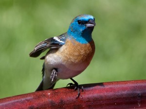 Male Lazuli Bunting On A bird Bath