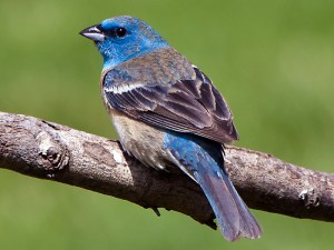 Male Lazuli Bunting On A bird Branch