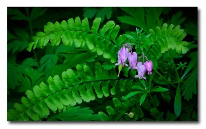 Ferns and Hearts