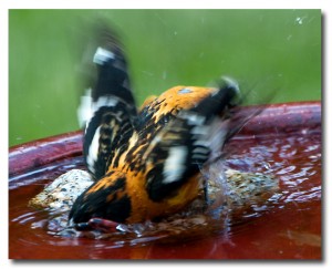 Black Headed Grosbeak