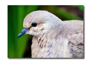 Mourning Dove