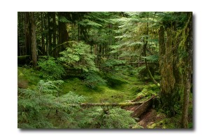 Spring In The Old Growth Forest