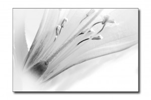 White Rhodie Bloom in B&W