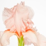 Peach Colored Iris Bloom