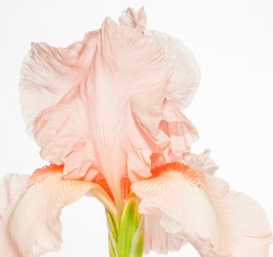 Peach Colored Iris Bloom