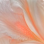 Peach Colored Iris Bloom