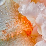 Peach Colored Iris Bloom