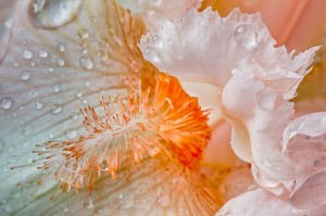 Peach Colored Iris Bloom