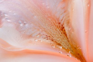 Peach Colored Iris Bloom