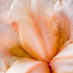 Peach Colored Iris Bloom