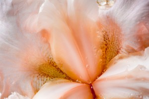 Peach Colored Iris Bloom