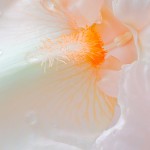 Peach Colored Iris Bloom