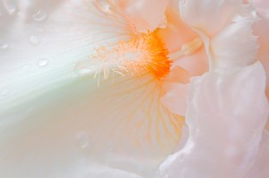 Peach Colored Iris Bloom