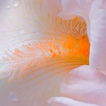 Peach Colored Iris Bloom