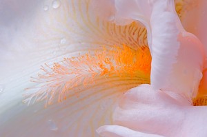 Peach Colored Iris Bloom