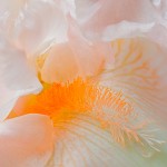 Peach Colored Iris Bloom