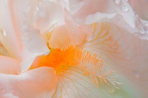 Peach Colored Iris Bloom