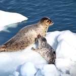 Mother and Pup Harbor Seals On An Iceberg