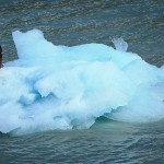 Bald Eagles On An Iceberg