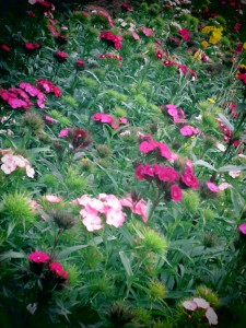 Toy camera in the flower bed.