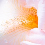 Peach Iris Close-up