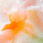 Peach Iris Close-up