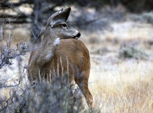 Mule Deer Doe in Central Oregon