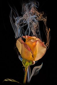 Smokin' Rose