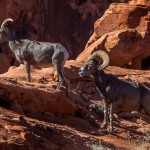 Bighorn Sheep - Valley Of Fire