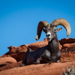 Bighorn Sheep - Valley Of Fire