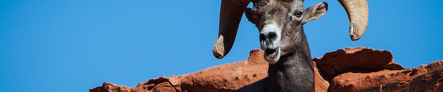 Bighorn Sheep - Valley Of Fire