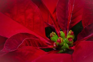 Poinsettia Macro