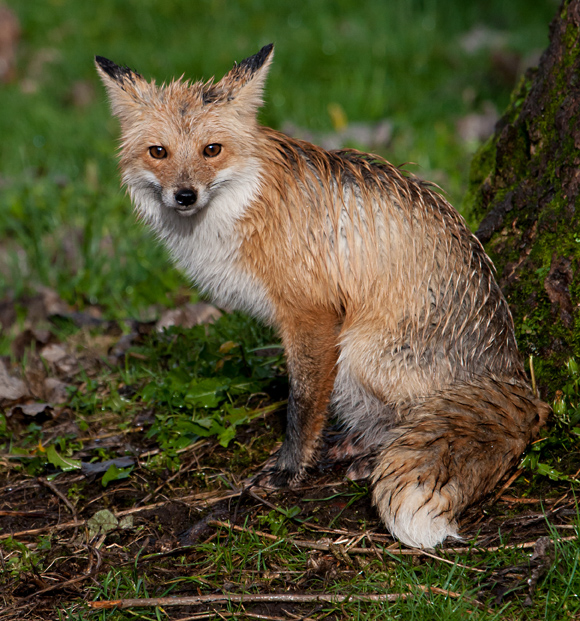 City Fox – classyshots photography