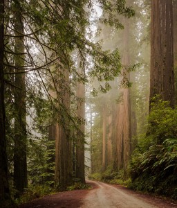 Crescent City, CA Redwoods