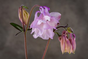 Columbine& Raindrops